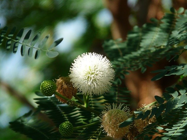 Acacia sieberiana - syberyjska