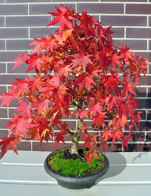 Acer rubrum - Klon czerwony