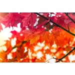 Acer rubrum - Klon czerwony