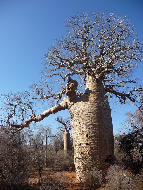 Adansonia fony - Baobab fony