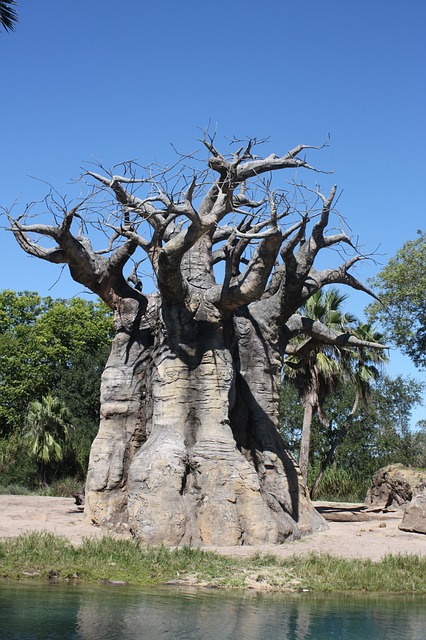 Adansonia za - Baobab za