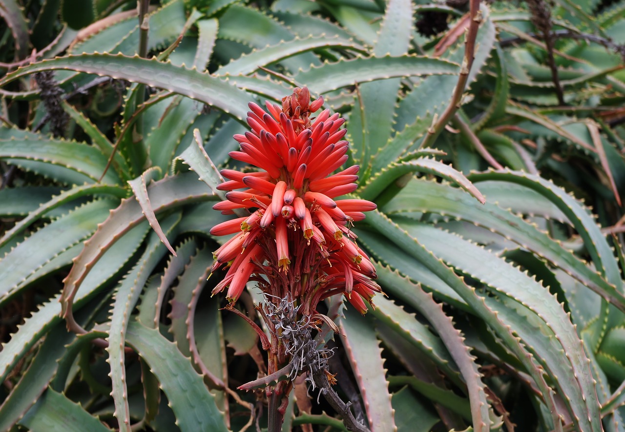 Aloe arborescens - Aloes drzewiasty