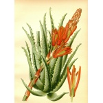Aloe arborescens - Aloes drzewiasty