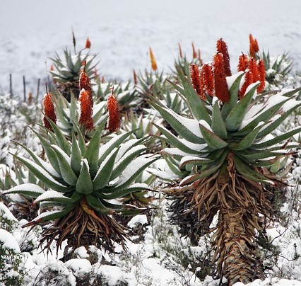 Aloe ferox - Aloes uzbrojony