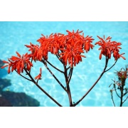Aloe striata - Coralowy aloes