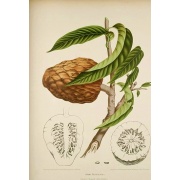 Annona reticulata - Ox heart