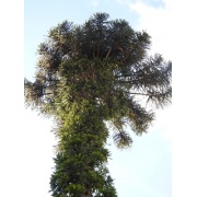Araucaria angustifolia - Brazylijska