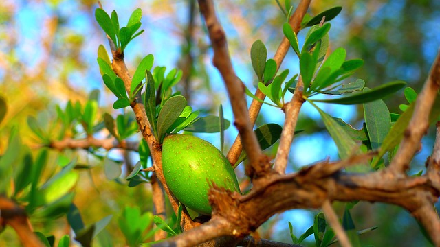 Argania spinosa - Drzewo arganowe
