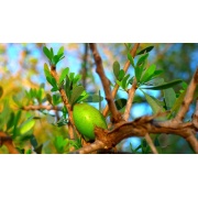 Argania spinosa - Drzewo arganowe
