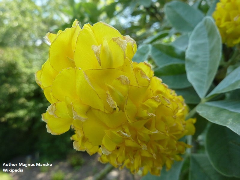 Argyrocytisus battandieri - Ananasowe kwiaty!