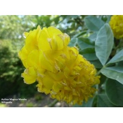 Argyrocytisus battandieri - Ananasowe kwiaty!