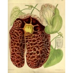 Aristolochia gigantea - Kokornak