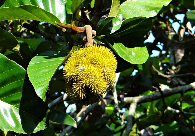 Artocarpus lacucha - Małpi owoc
