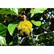 Artocarpus lacucha - Małpi owoc