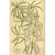 Asparagus falcatus - Szparag sierpowaty