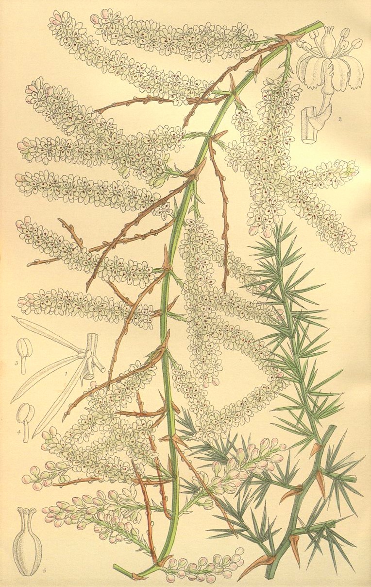 Asparagus racemosus - Korzeń Shatavari 