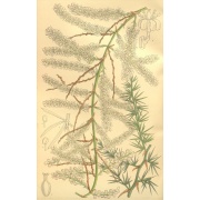 Asparagus racemosus - Korzeń Shatavari 