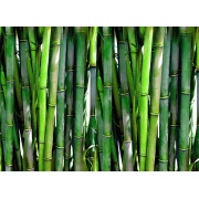Bambus mrozoodporny - Phyllostachys pubescens