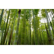 Bambus Olbrzymi - Bambusa Arundinacea