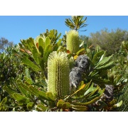Banksia integrifolia 