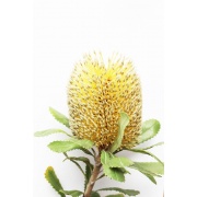 Banksia robur - Bagksia bagnista