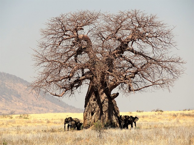 Baobab afrykański - Adansonia digitata 