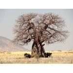 Baobab afrykański - Adansonia digitata 