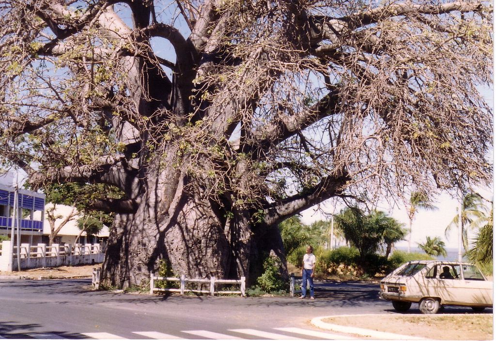 Baobab madagaskarski - Adansonia madagascariensis