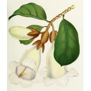 Beaumontia grandiflora - Anielskie pnącze