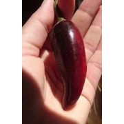 Black Hungarian - Papryka chili