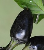 Black Olive - Papryka ozdobna, ostra