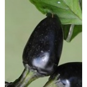 Black Olive - Papryka ozdobna, ostra