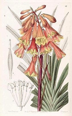 Blandfordia punicea - Świąteczny Dzwonek Tasmański