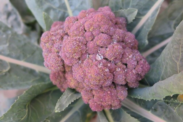 Brokuł filetowy - Purple Sprouting