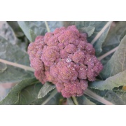 Brokuł filetowy - Purple Sprouting