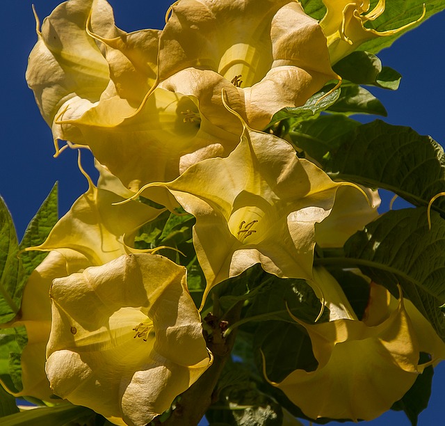 Brugmansia sanguinea żółta