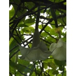 Brugmansia x arborea - Tree Datura