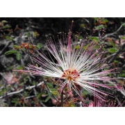 Calliandra eriophylla - Pyłkowa Wróżka