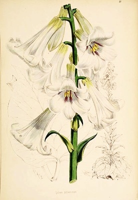 Cardiocrinum giganteum - Lilia himalajska