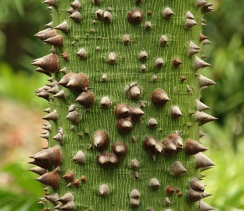 Ceiba pentandra - Drzewo kapokowe