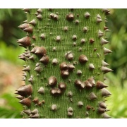 Ceiba pentandra - Drzewo kapokowe