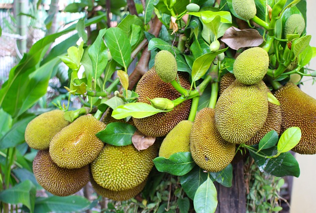 Chlebowiec - Artocarpus H - Jackfruit