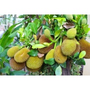 Chlebowiec - Artocarpus H - Jackfruit