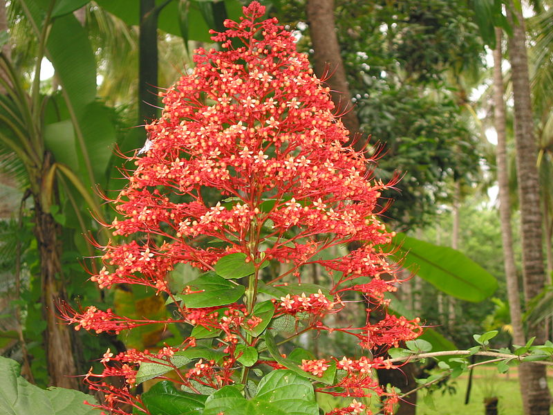 Clerodendrum paniculatum - Pogoda flower