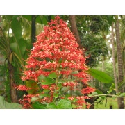 Clerodendrum paniculatum - Pogoda flower