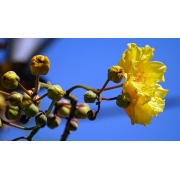 Cochlospermum vitifolium - Szybkość wzrostu!