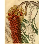 Colvillea racemosa - Pomarańczowy Delonix