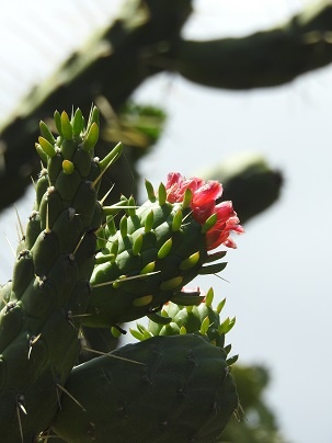 Cylindropuntia - Kaktusowe Drzewo