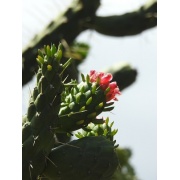 Cylindropuntia - Kaktusowe Drzewo