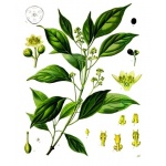 Cynamonowiec Kamforowy - Cinnamomum camphora
